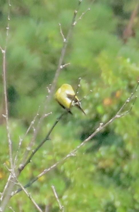 American Goldfinch - ML639770408