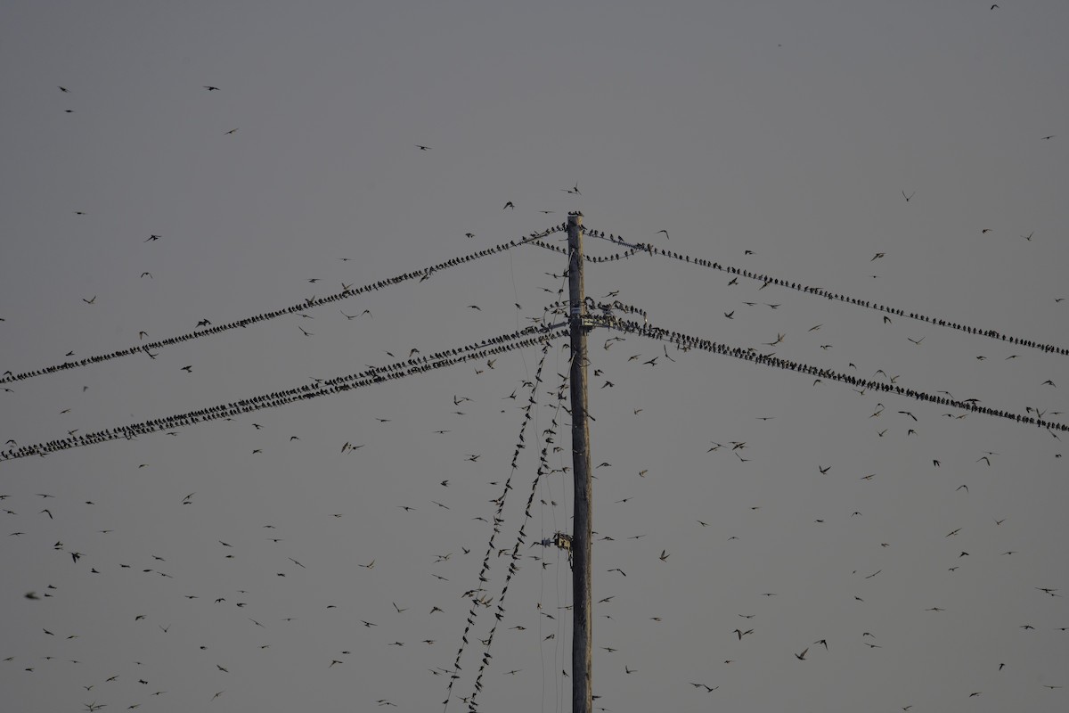 Purple Martin - ML639770442