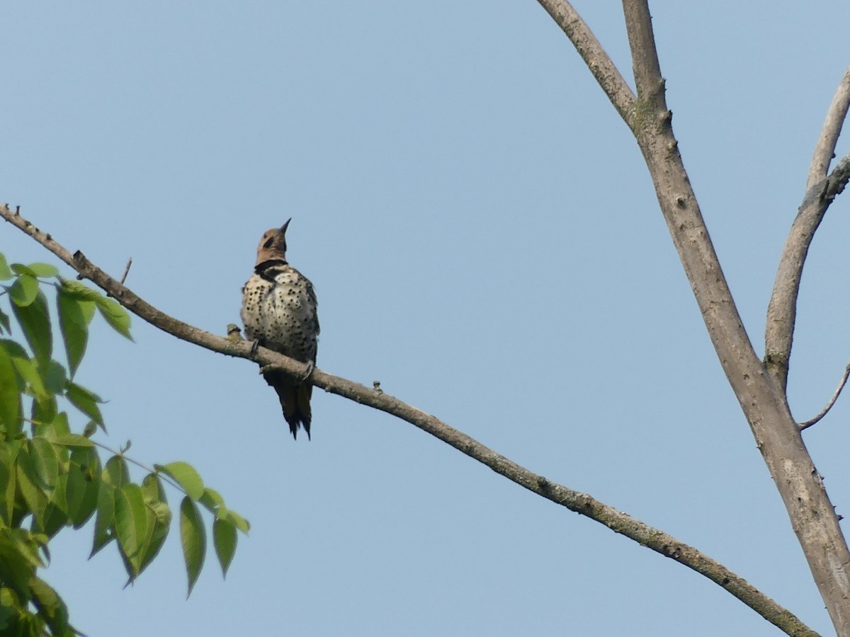 Northern Flicker - ML639770456