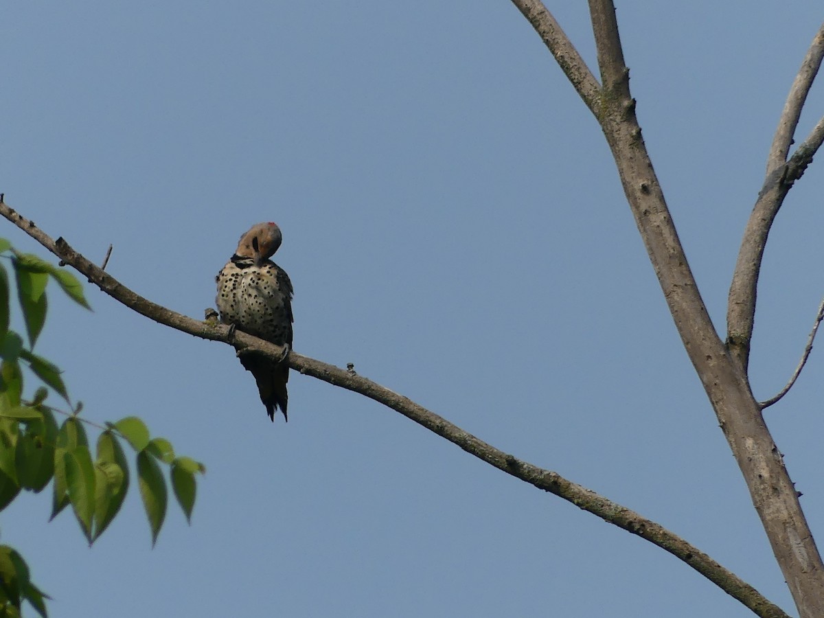 Northern Flicker - ML639770457