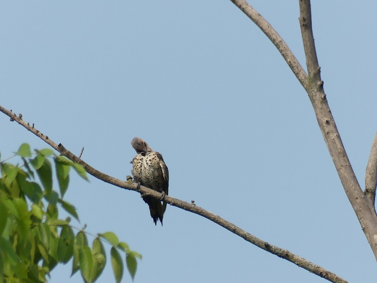 Northern Flicker - ML639770458
