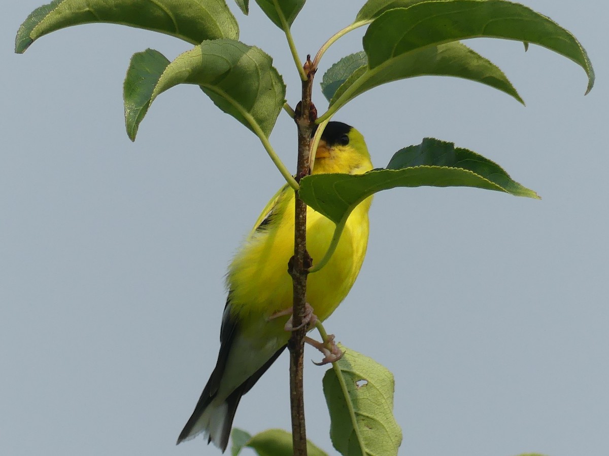 American Goldfinch - ML639770463