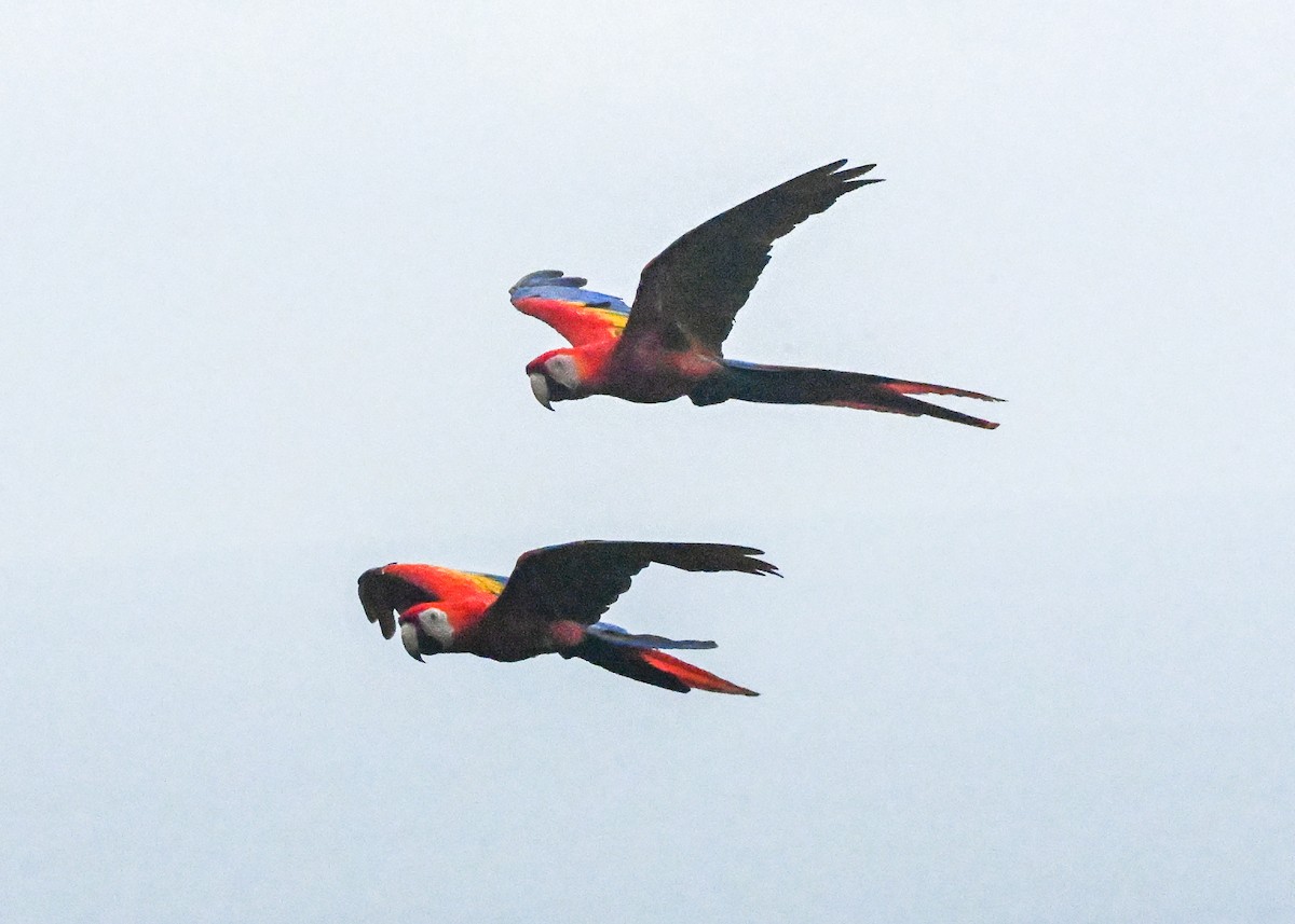 Scarlet Macaw - ML639770530