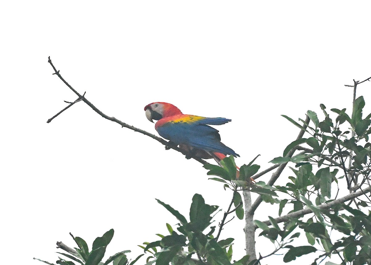 Scarlet Macaw - ML639770531