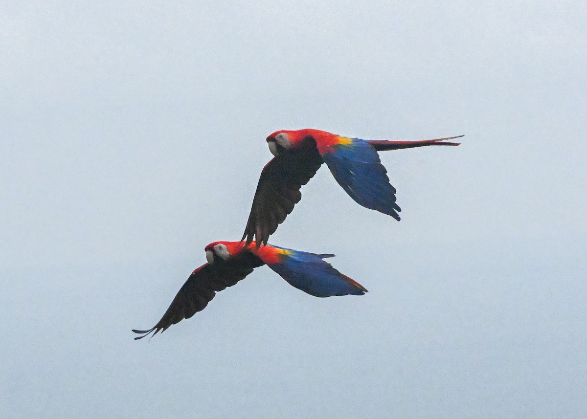 Scarlet Macaw - ML639770532