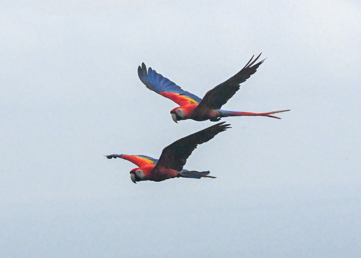 Scarlet Macaw - ML639770533