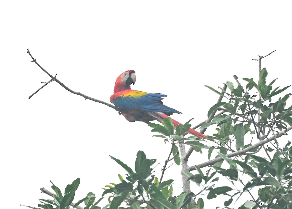 Scarlet Macaw - ML639770534
