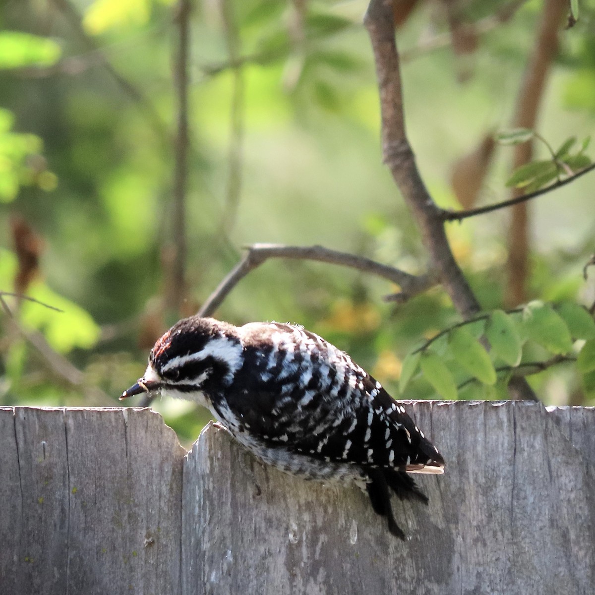 Nuttall's Woodpecker - ML639770547