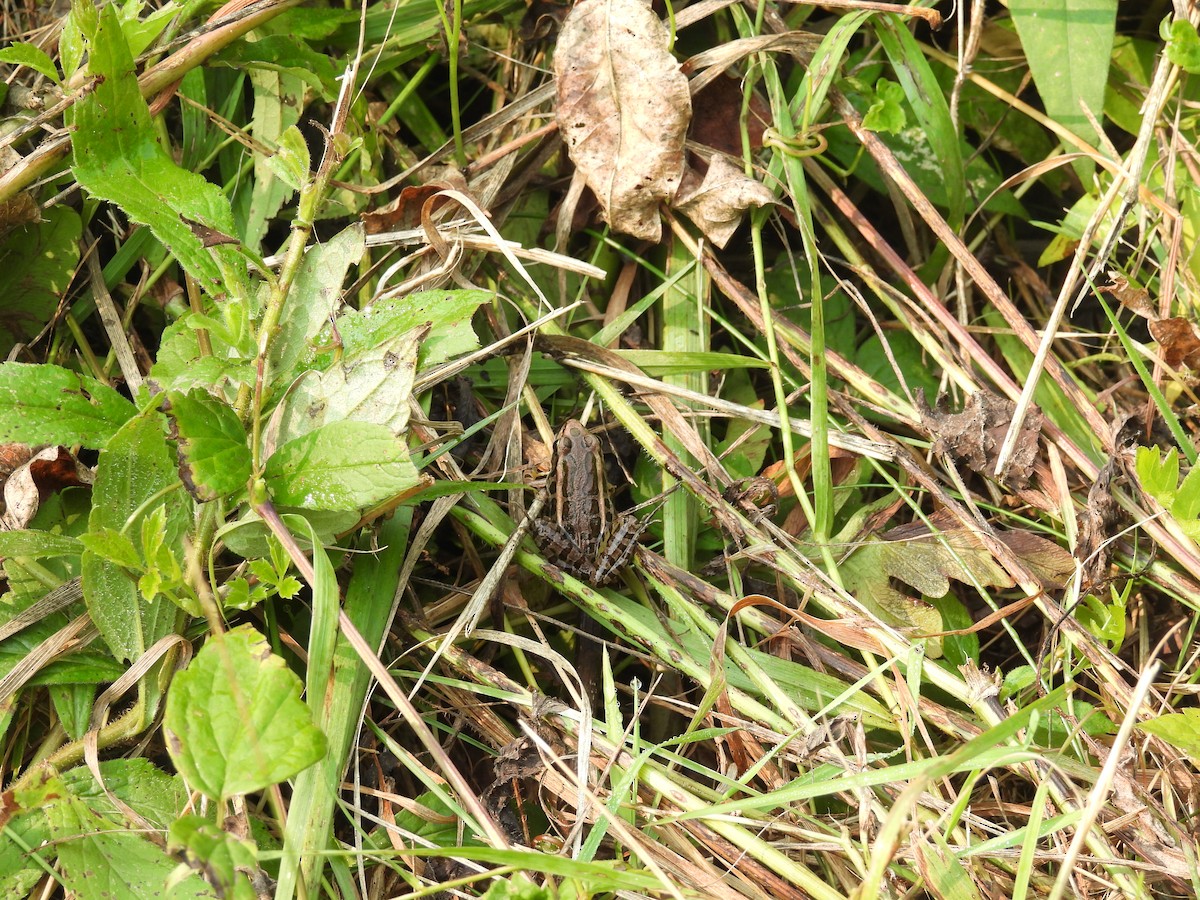 grenouille des marais - ML639770583