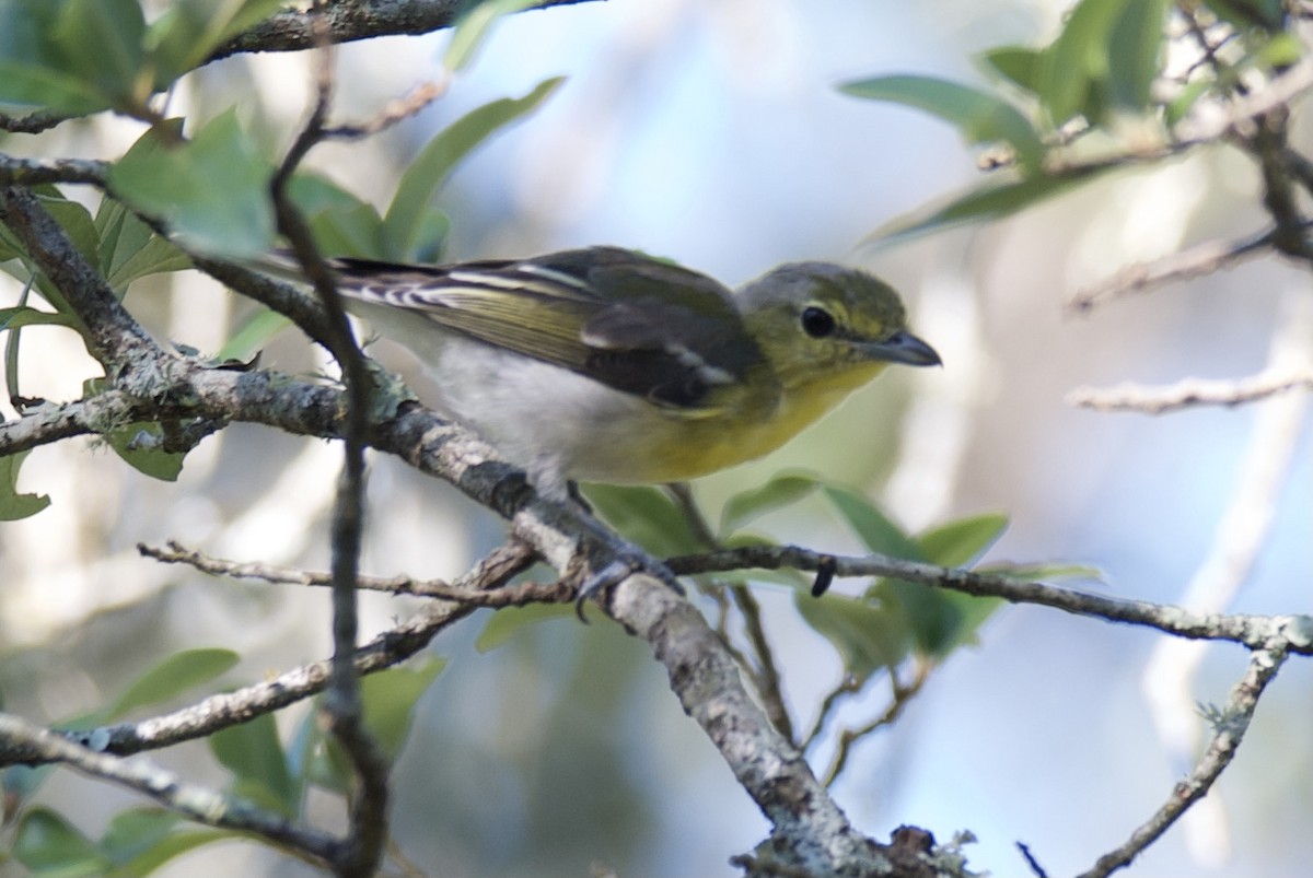 Yellow-throated Vireo - ML639770607