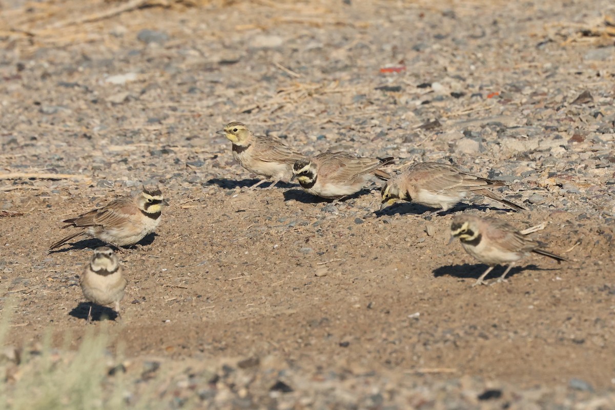 Horned Lark - ML639770622