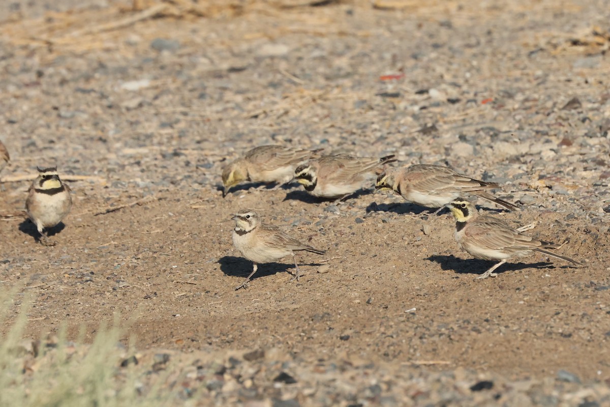 Horned Lark - ML639770625