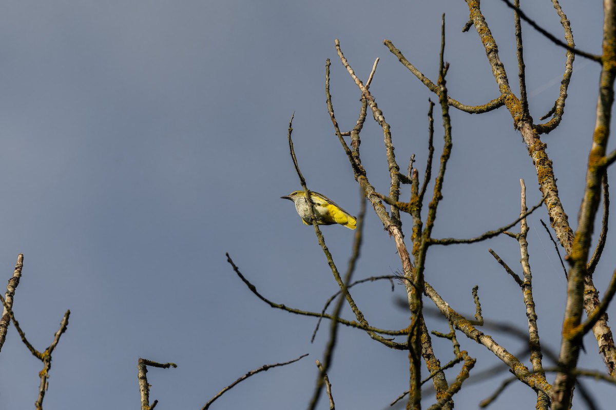 Eurasian Golden Oriole - ML639770703