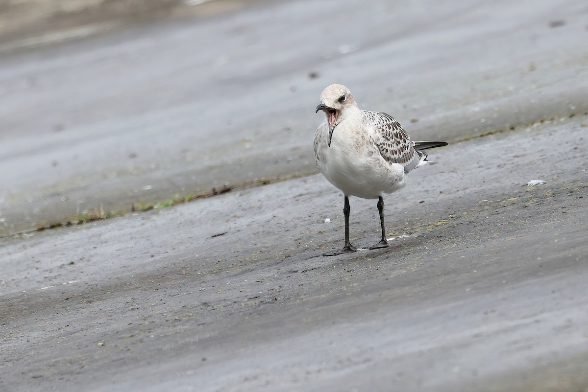 ニシズグロカモメ - ML639770739