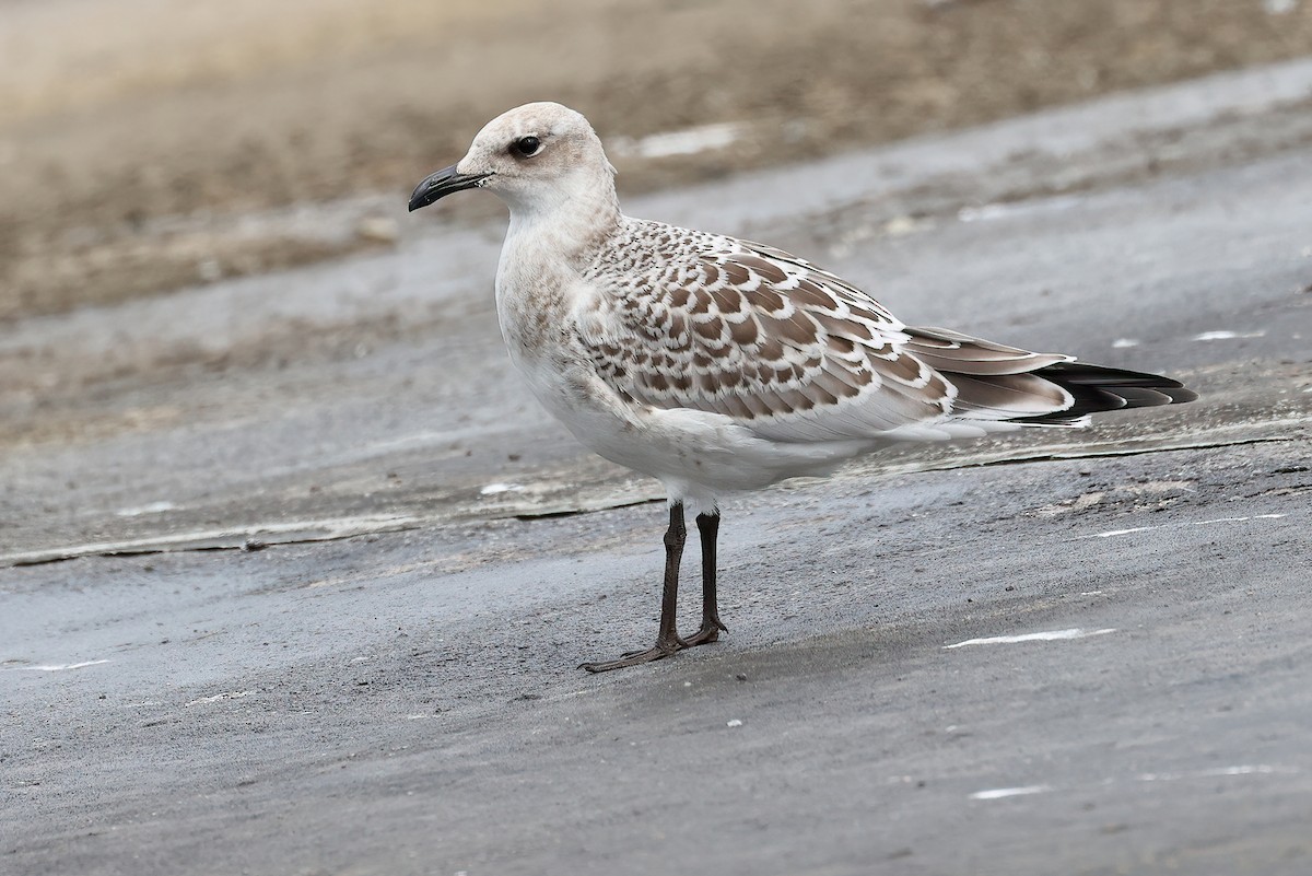 ニシズグロカモメ - ML639770741