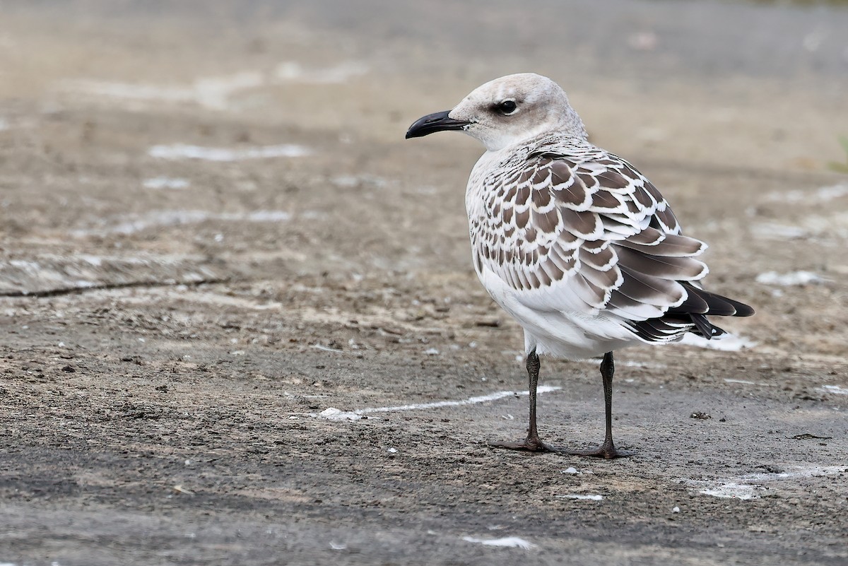 ニシズグロカモメ - ML639770742