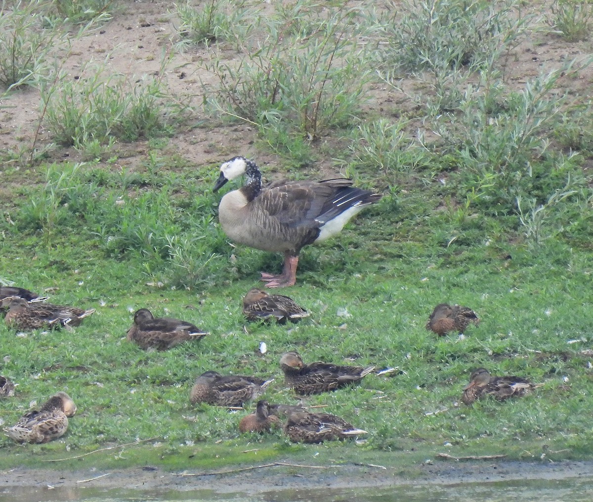 Snow x Canada Goose (hybrid) - ML639770799