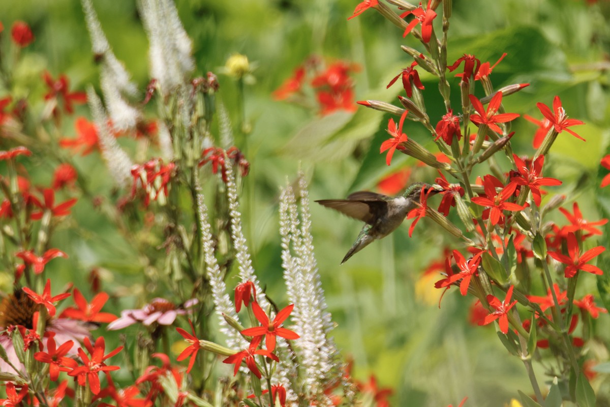 Ruby-throated Hummingbird - ML639770866