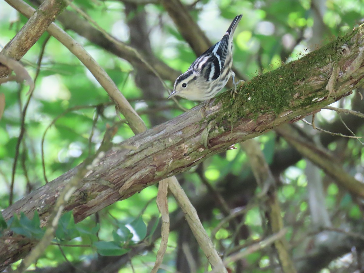 Black-and-white Warbler - ML639770884
