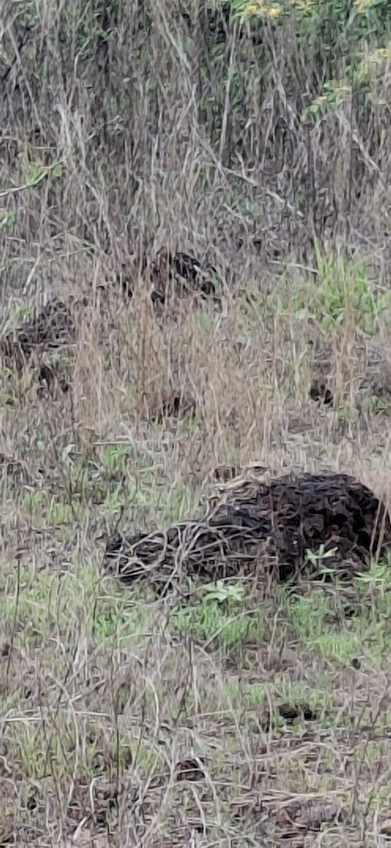 nightjar sp. - ML639770919