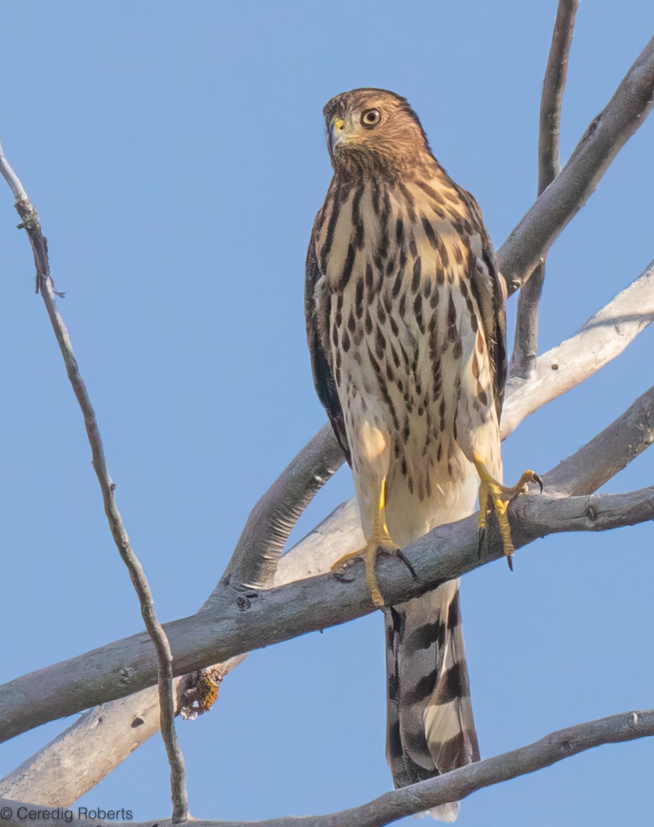 Cooper's Hawk - ML639770935