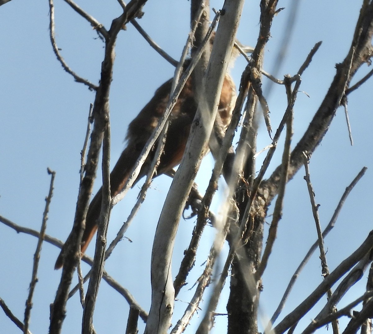 Brown Thrasher - ML639770963