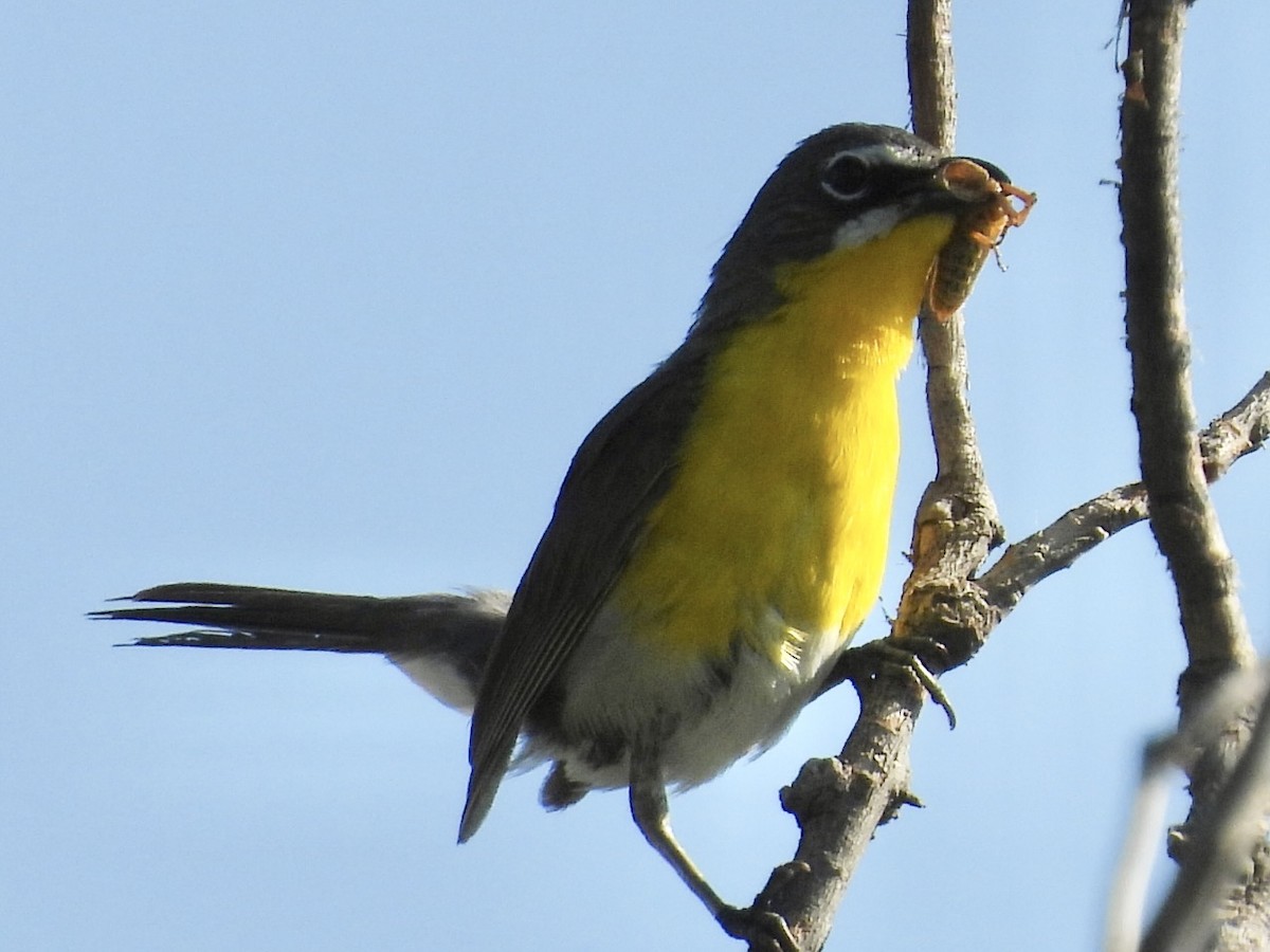 Yellow-breasted Chat - ML639770966
