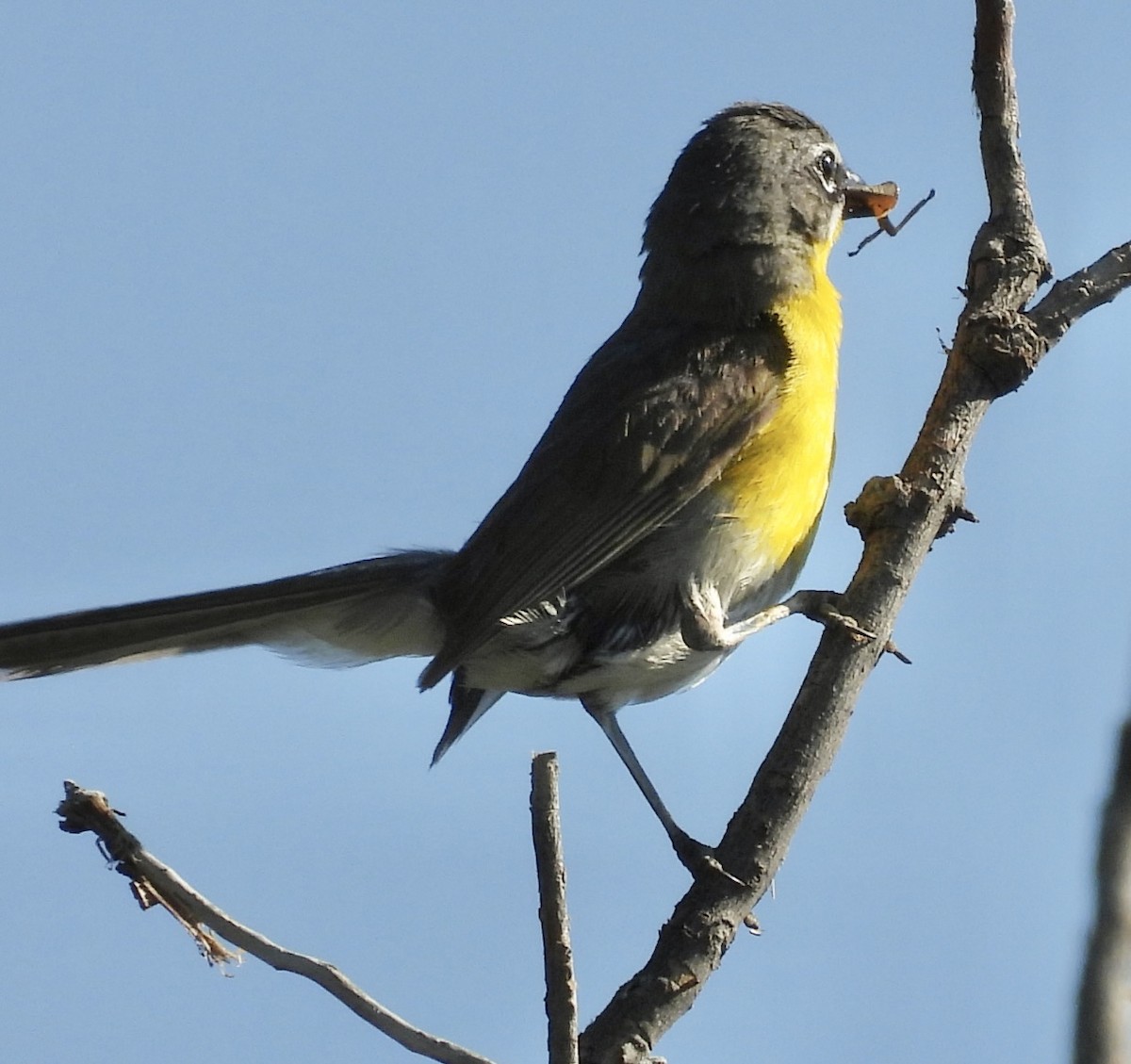 Yellow-breasted Chat - ML639770967