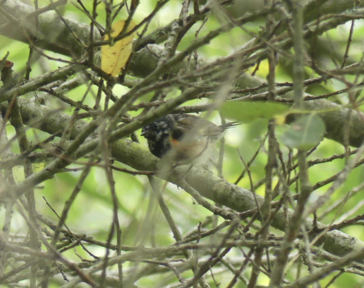 American Redstart - ML639770977