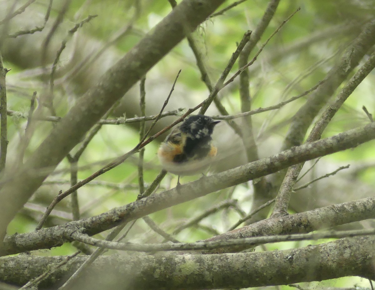 American Redstart - ML639770978