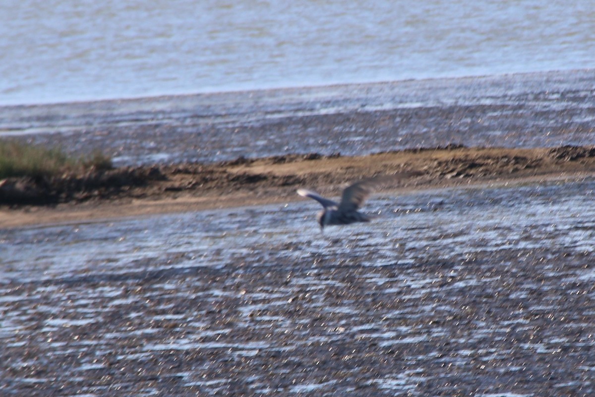 Whiskered Tern - ML639771015