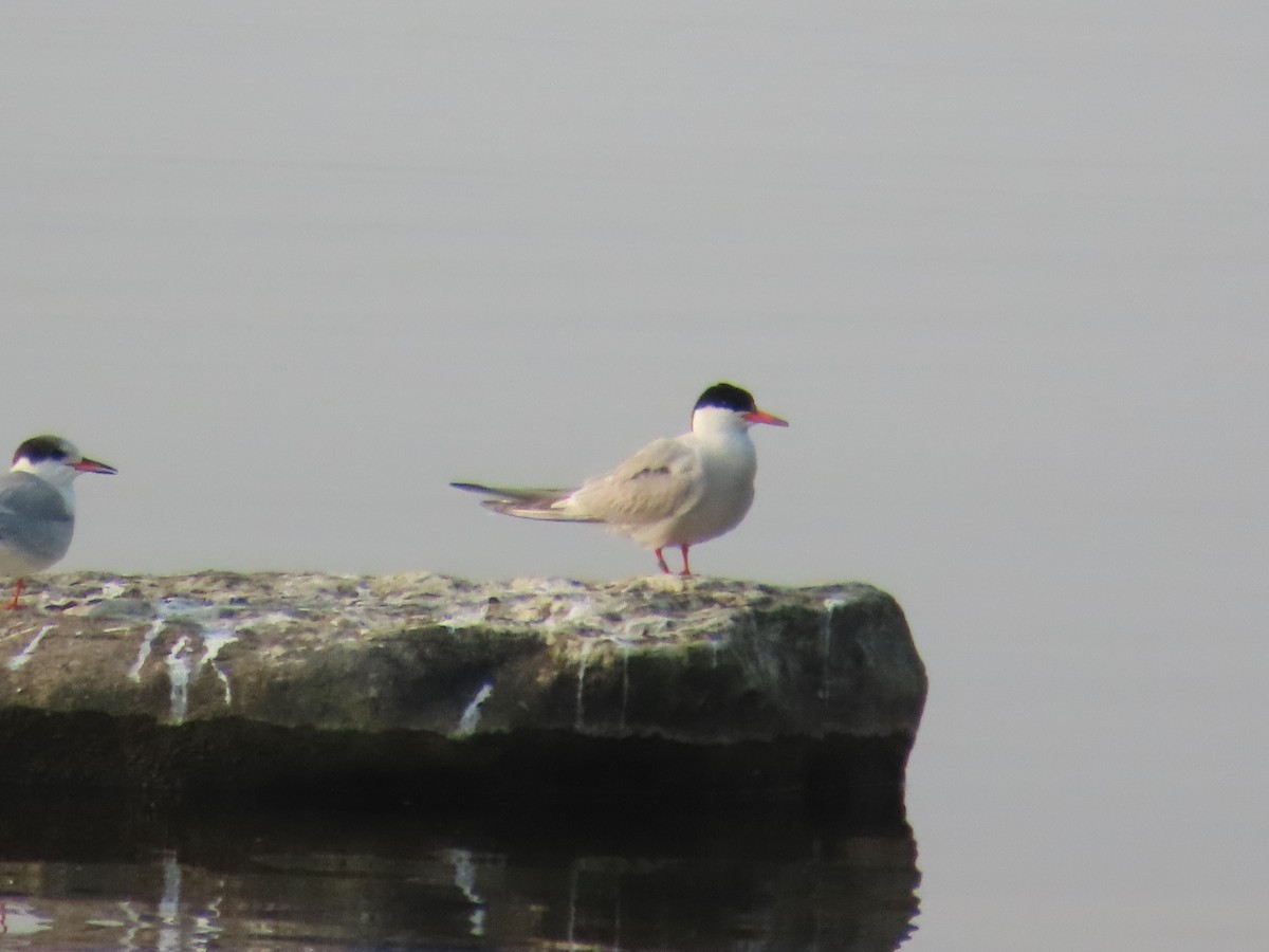 Charrán Común - ML639771029