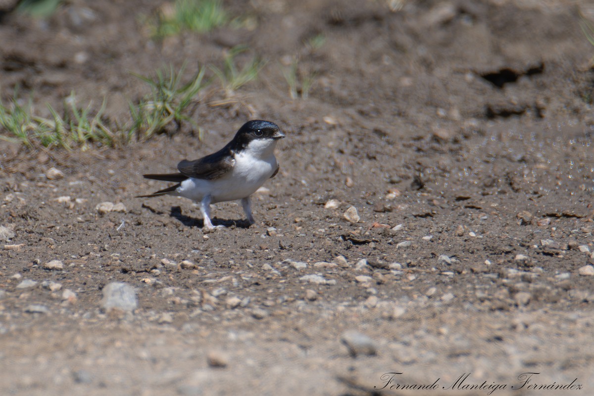 Western House-Martin - ML639771076