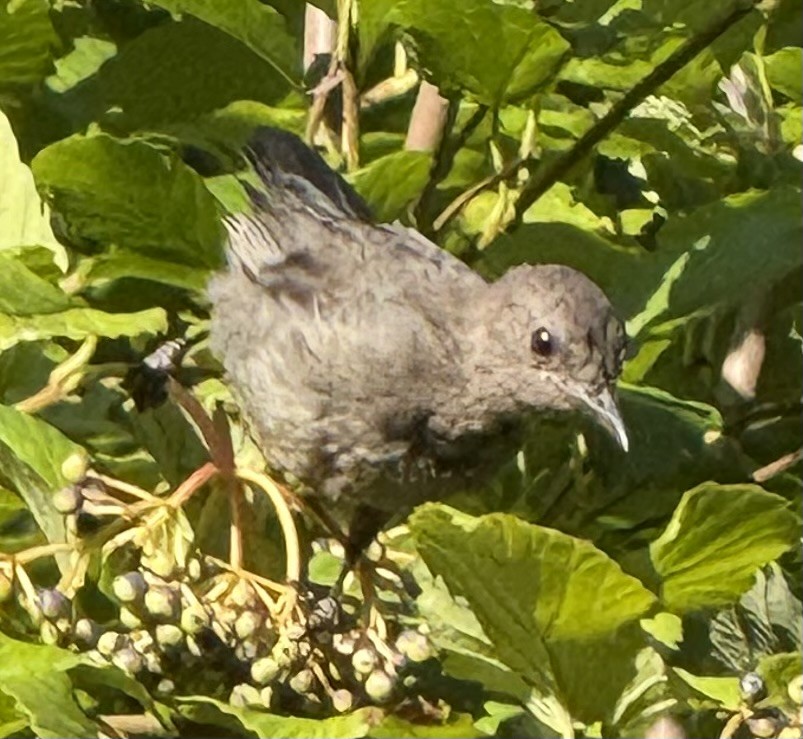 Miaulari grisa - ML639771136