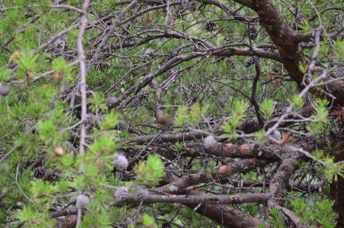 Indigo Bunting - ML639771177