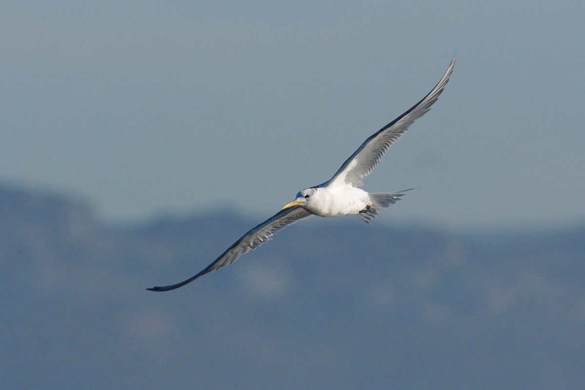 Great Crested Tern - ML639771178