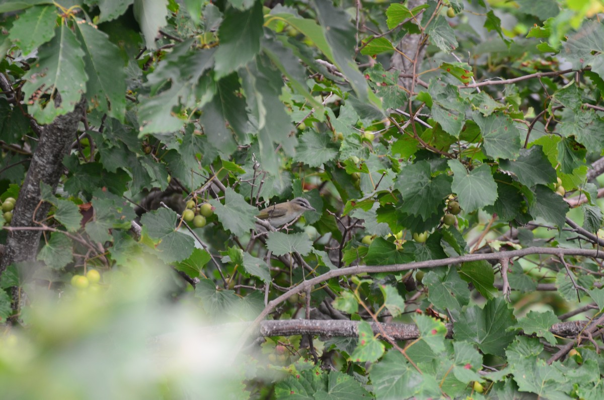 Red-eyed Vireo - ML639771197