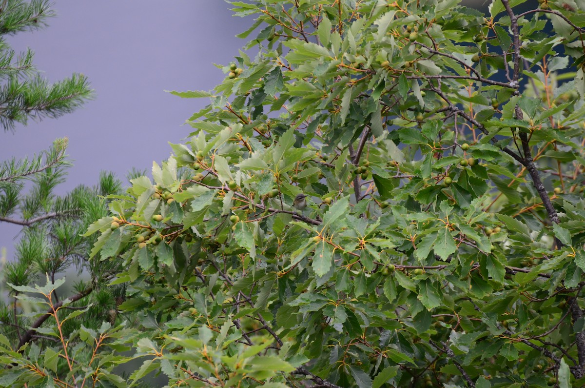 Red-eyed Vireo - ML639771209