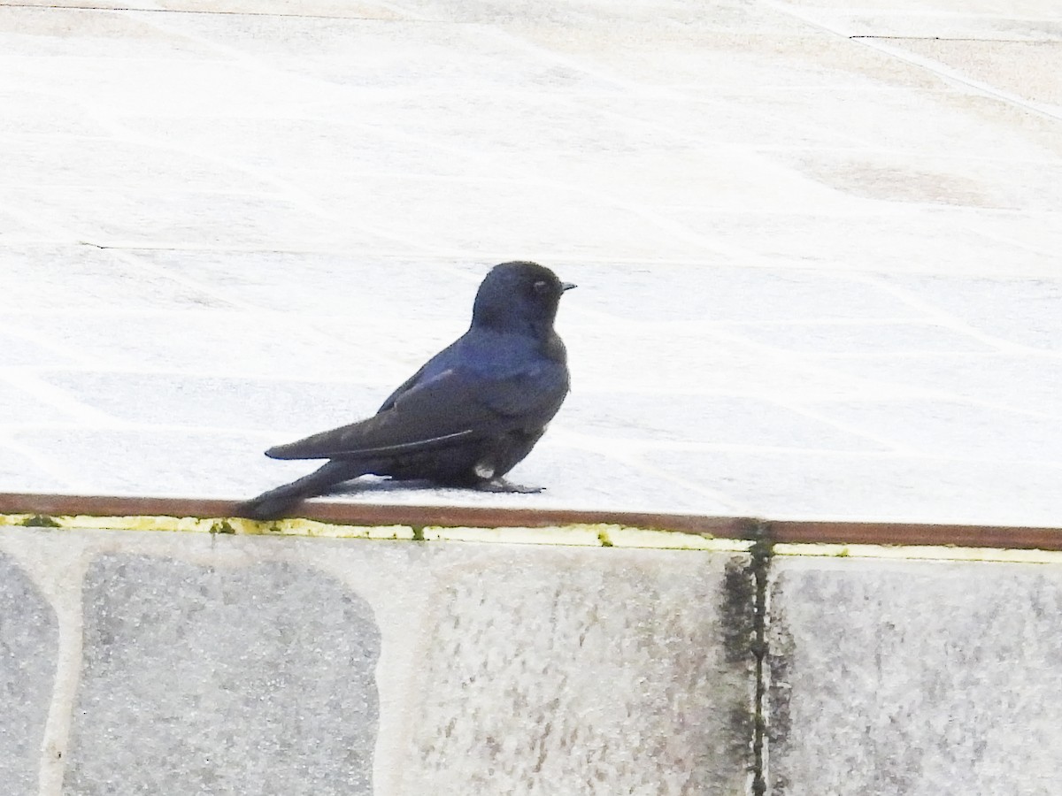 Golondrina Fajiblanca - ML639771211