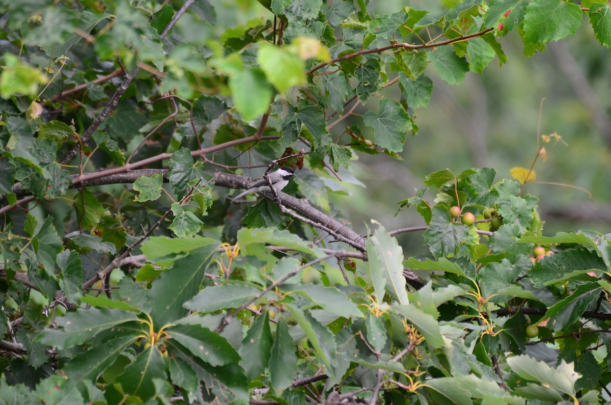 Carolina Chickadee - ML639771215