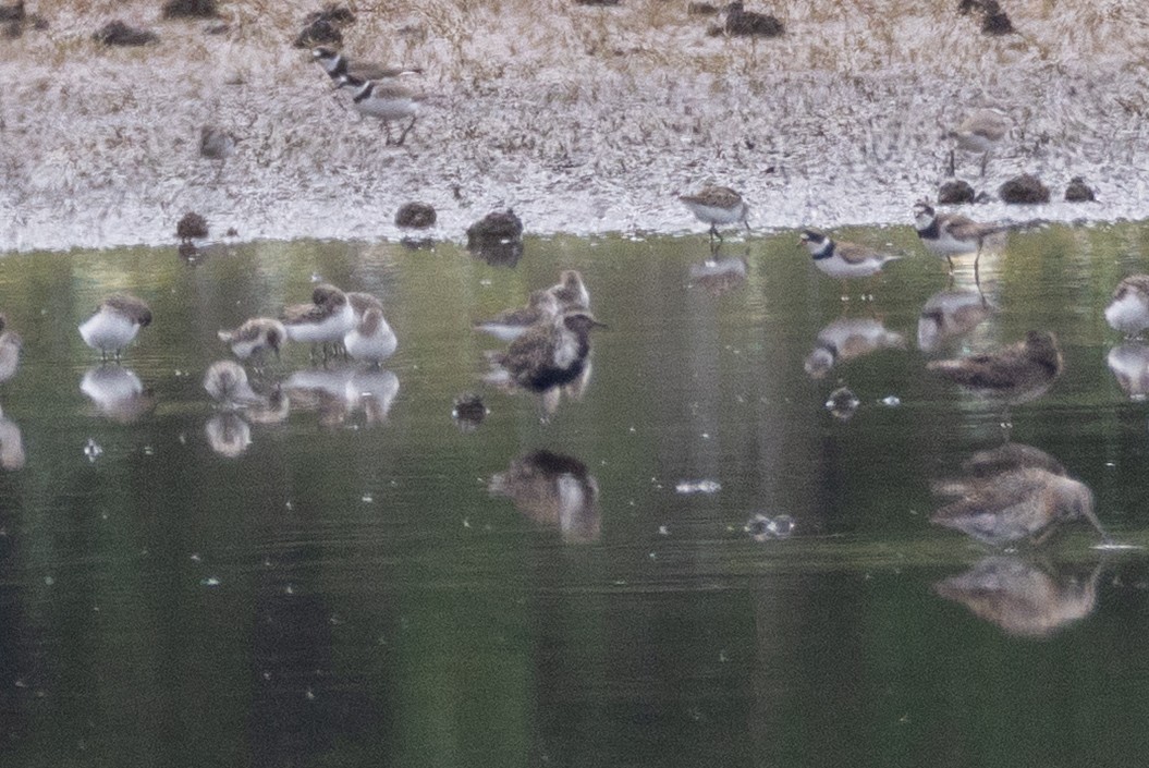American Golden-Plover - ML639771221