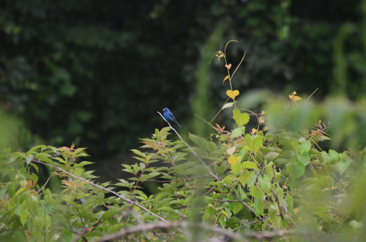 Indigo Bunting - ML639771269