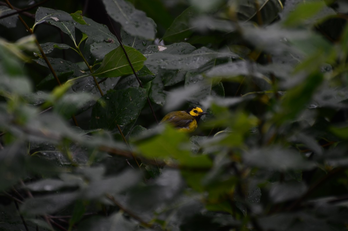 Hooded Warbler - ML639771288
