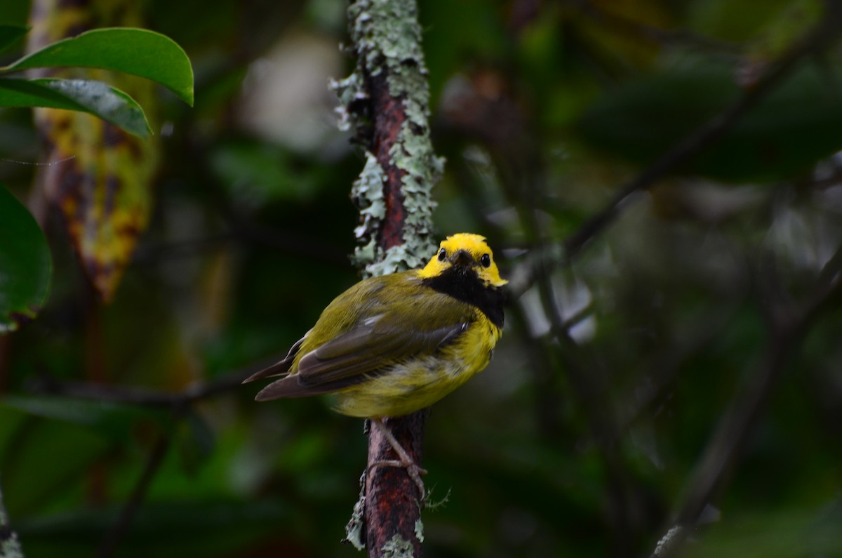 Hooded Warbler - ML639771299
