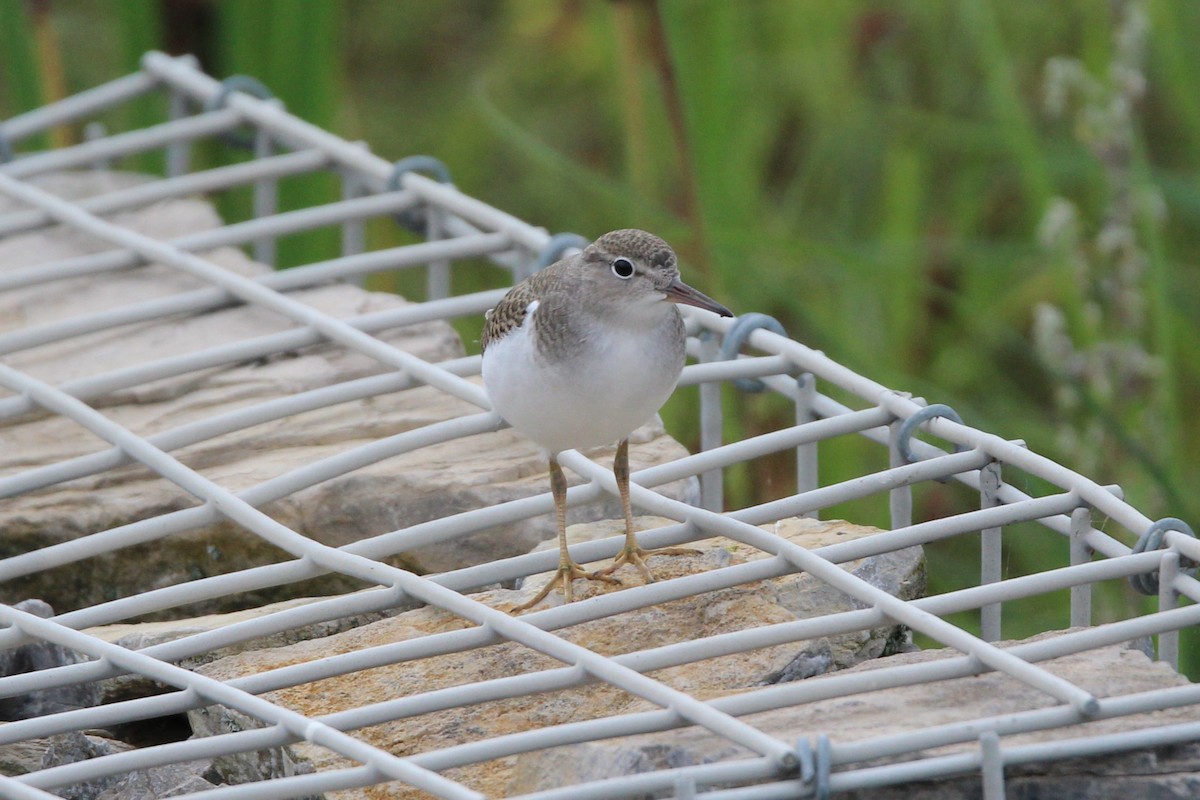 Spotted Sandpiper - ML639771310