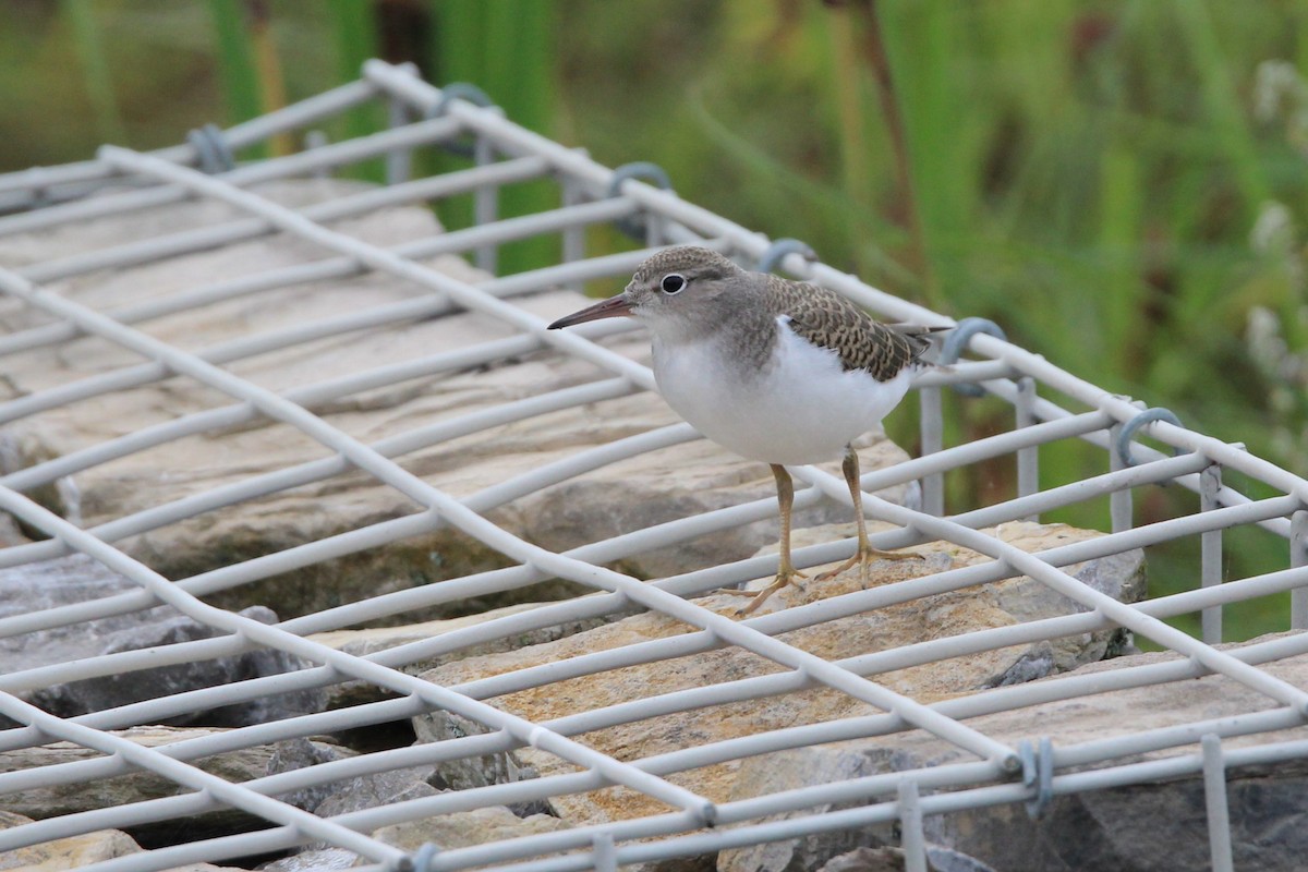 Spotted Sandpiper - ML639771356