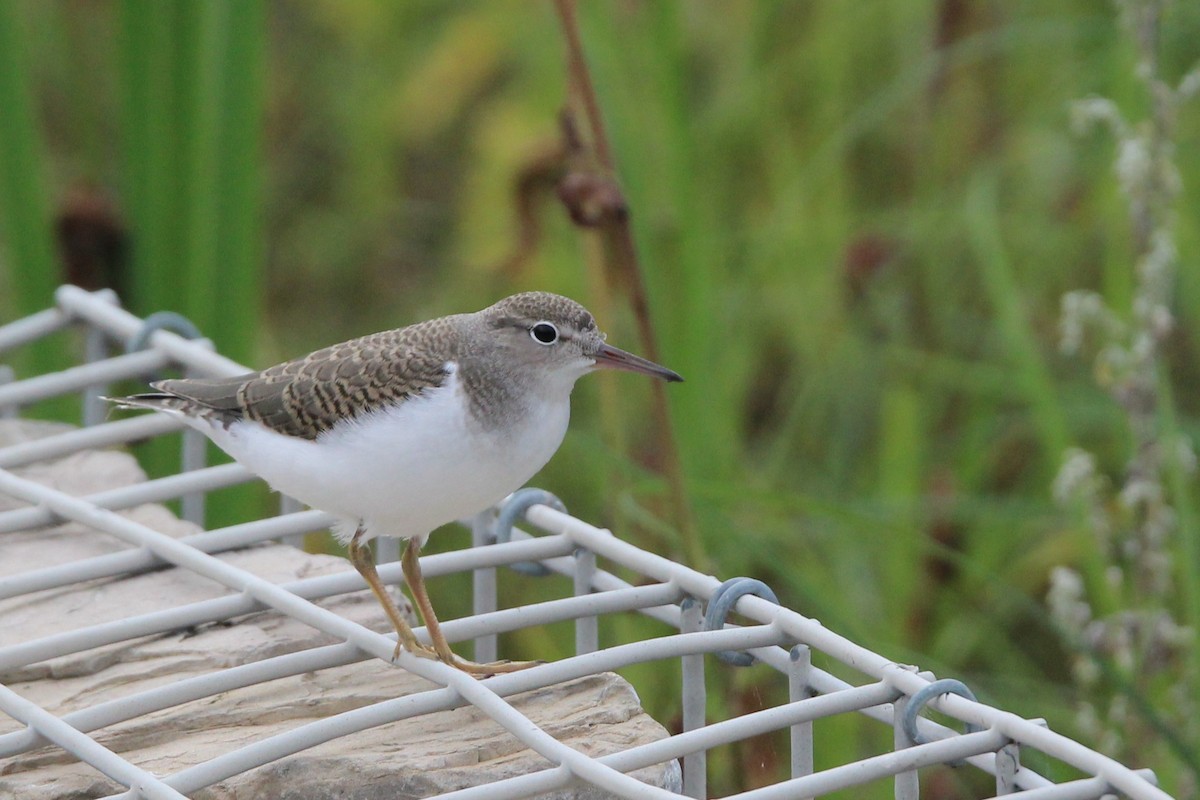 Spotted Sandpiper - ML639771388