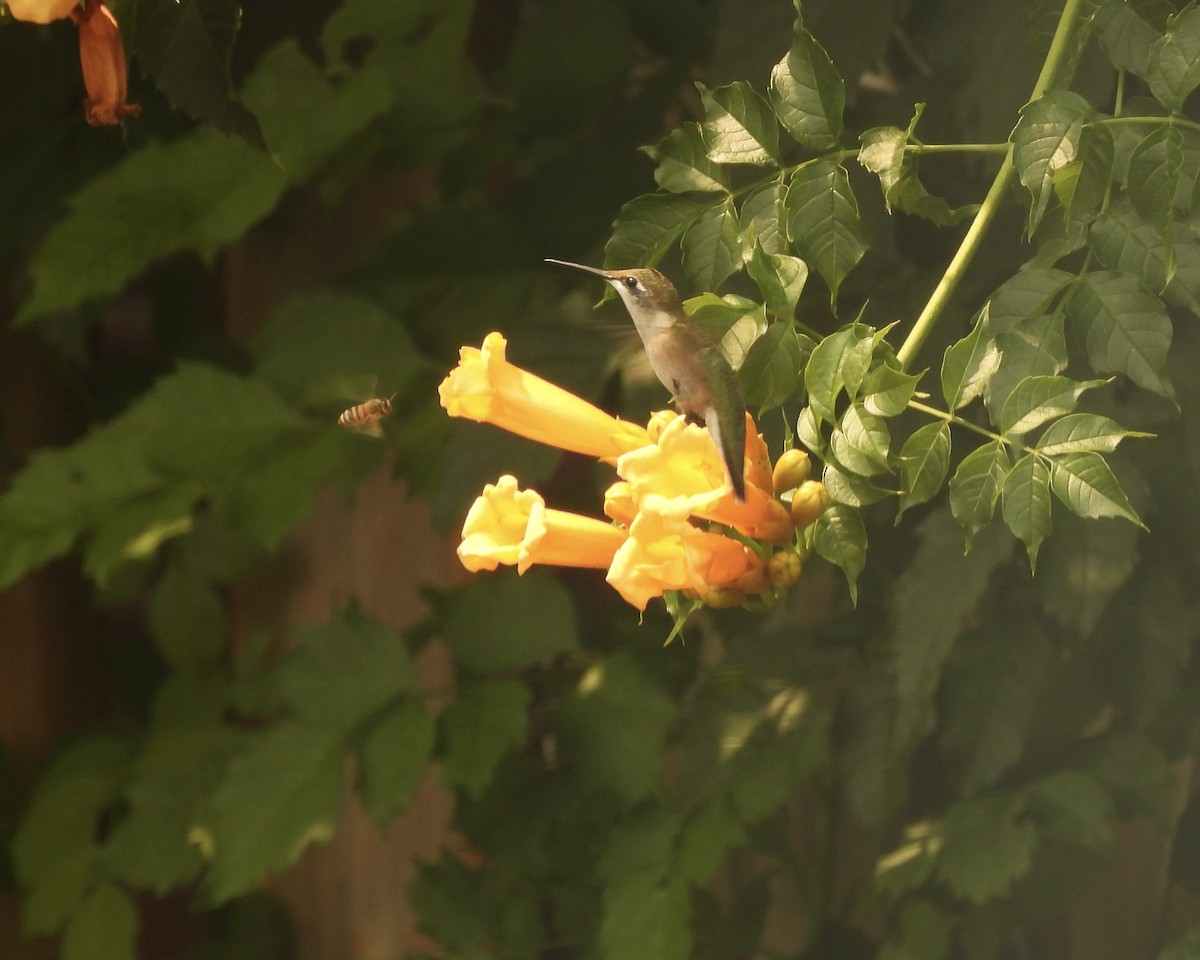 Colibrí Gorjirrubí - ML639771422