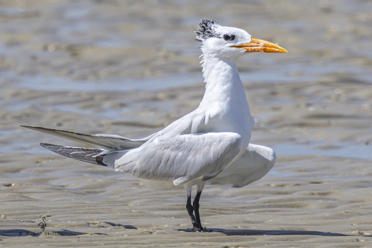 Royal Tern - ML639771571
