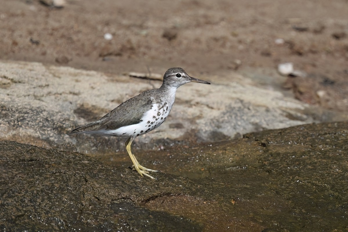 Spotted Sandpiper - ML639771583